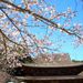 Thumbnail of 2011kouzannzi sakura1.jpg